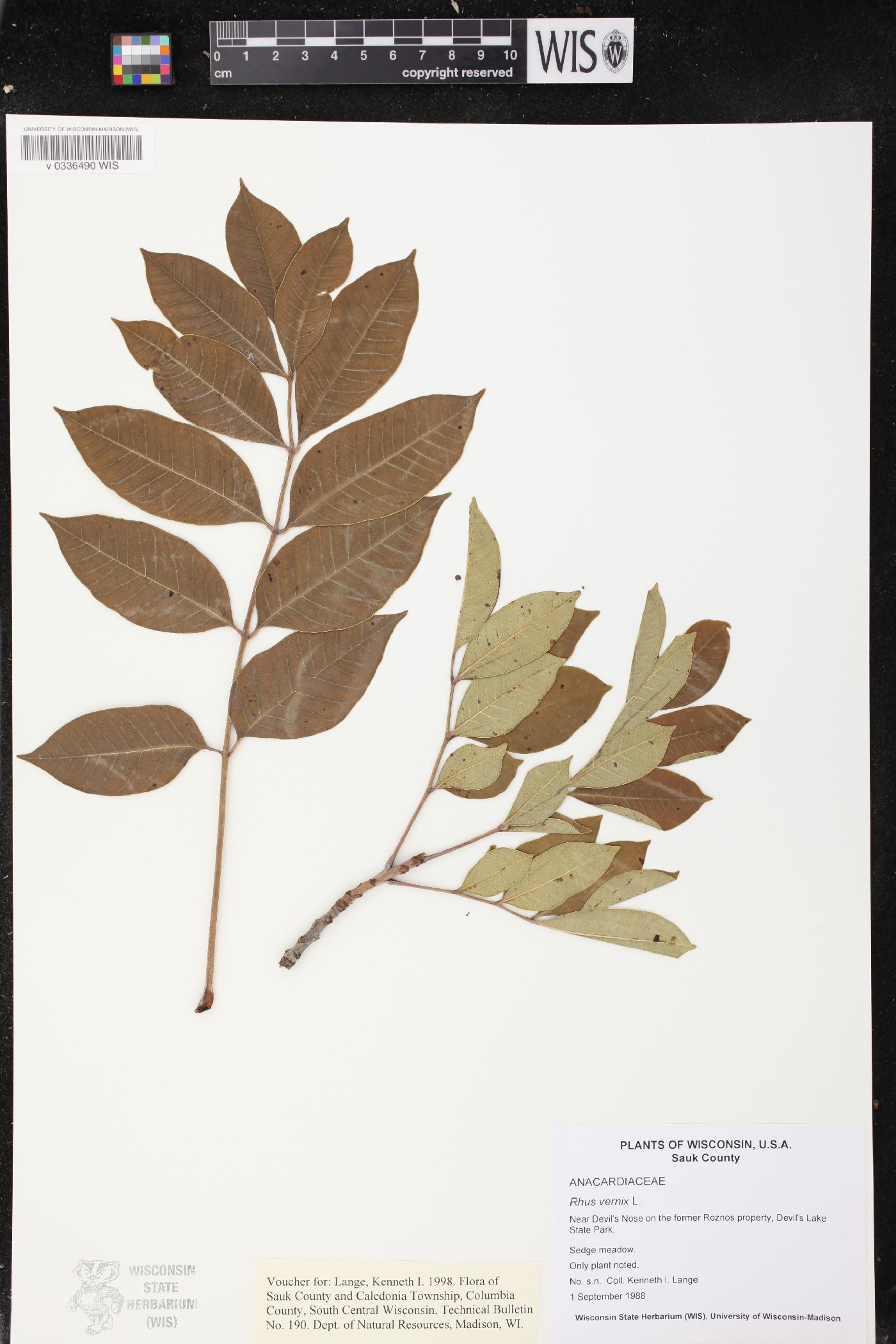 Toxicodendron vernix image