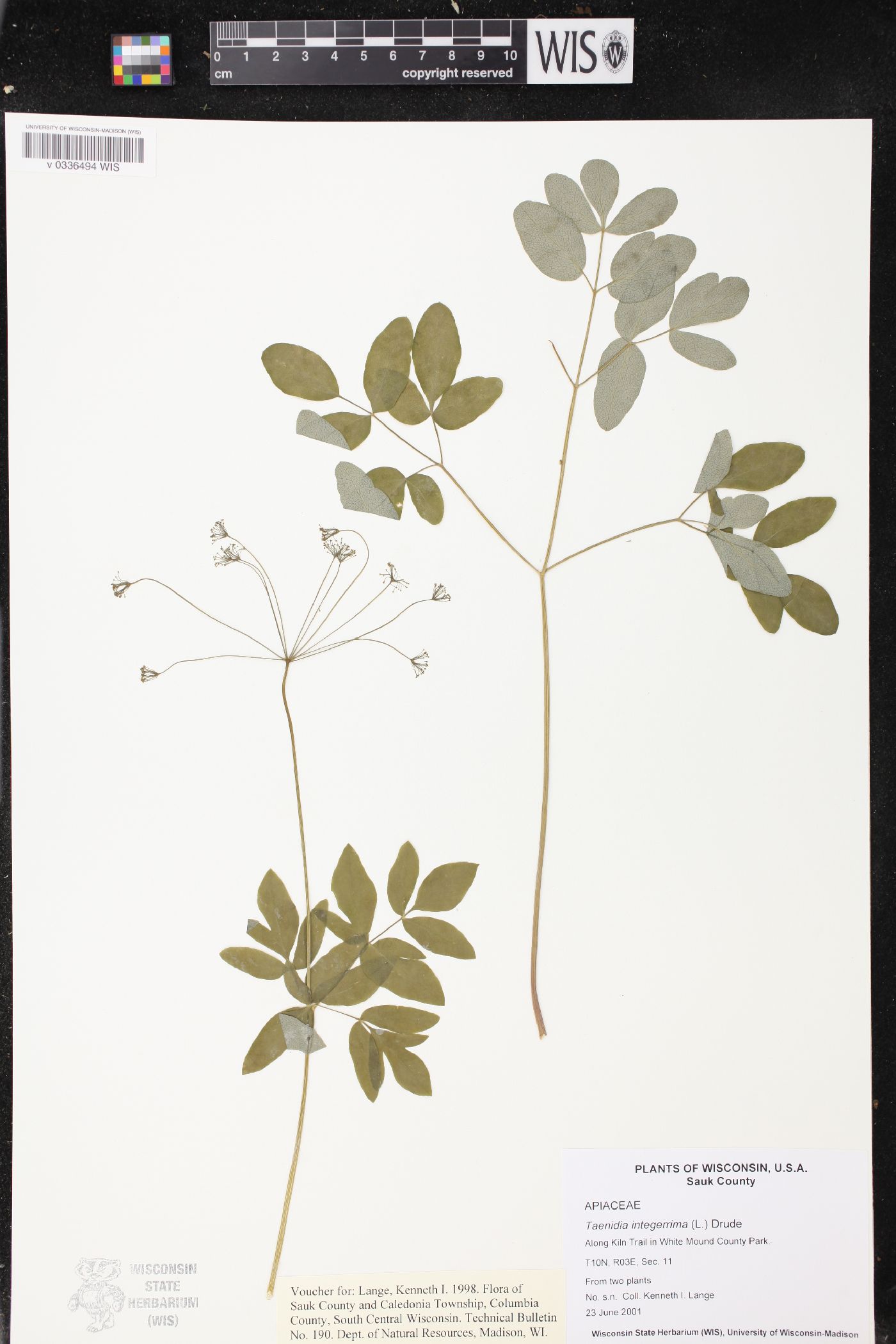 Taenidia integerrima image