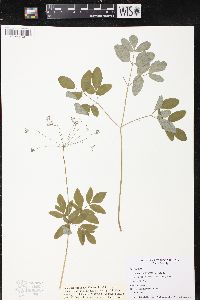 Taenidia integerrima image