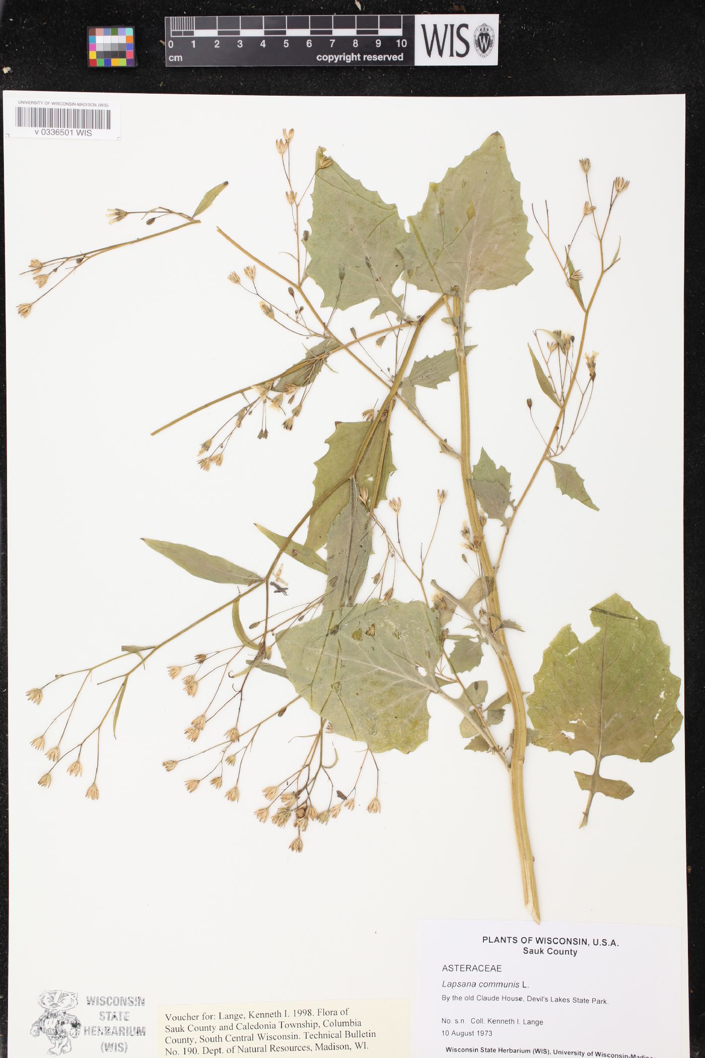 Lapsana communis image