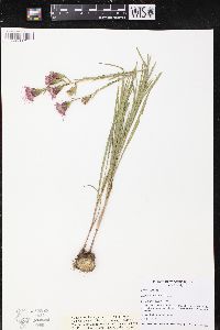 Liatris cylindracea image