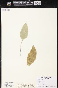 Parthenium integrifolium image
