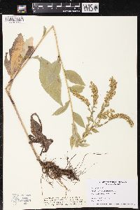 Solidago patula image