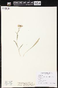 Solidago ptarmicoides image