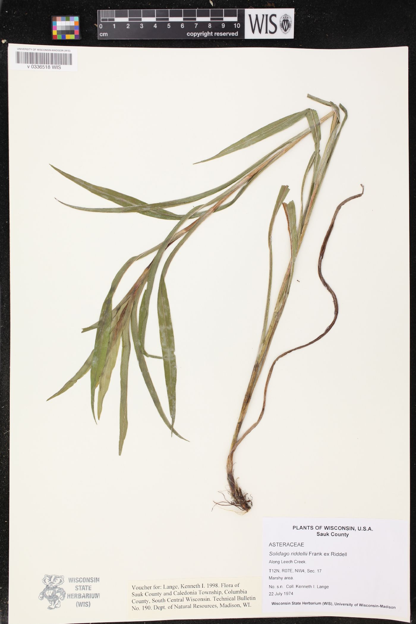 Solidago riddellii image