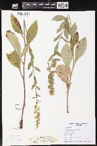 Solidago sciaphila image