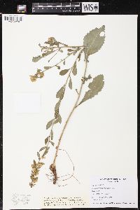 Solidago sciaphila image
