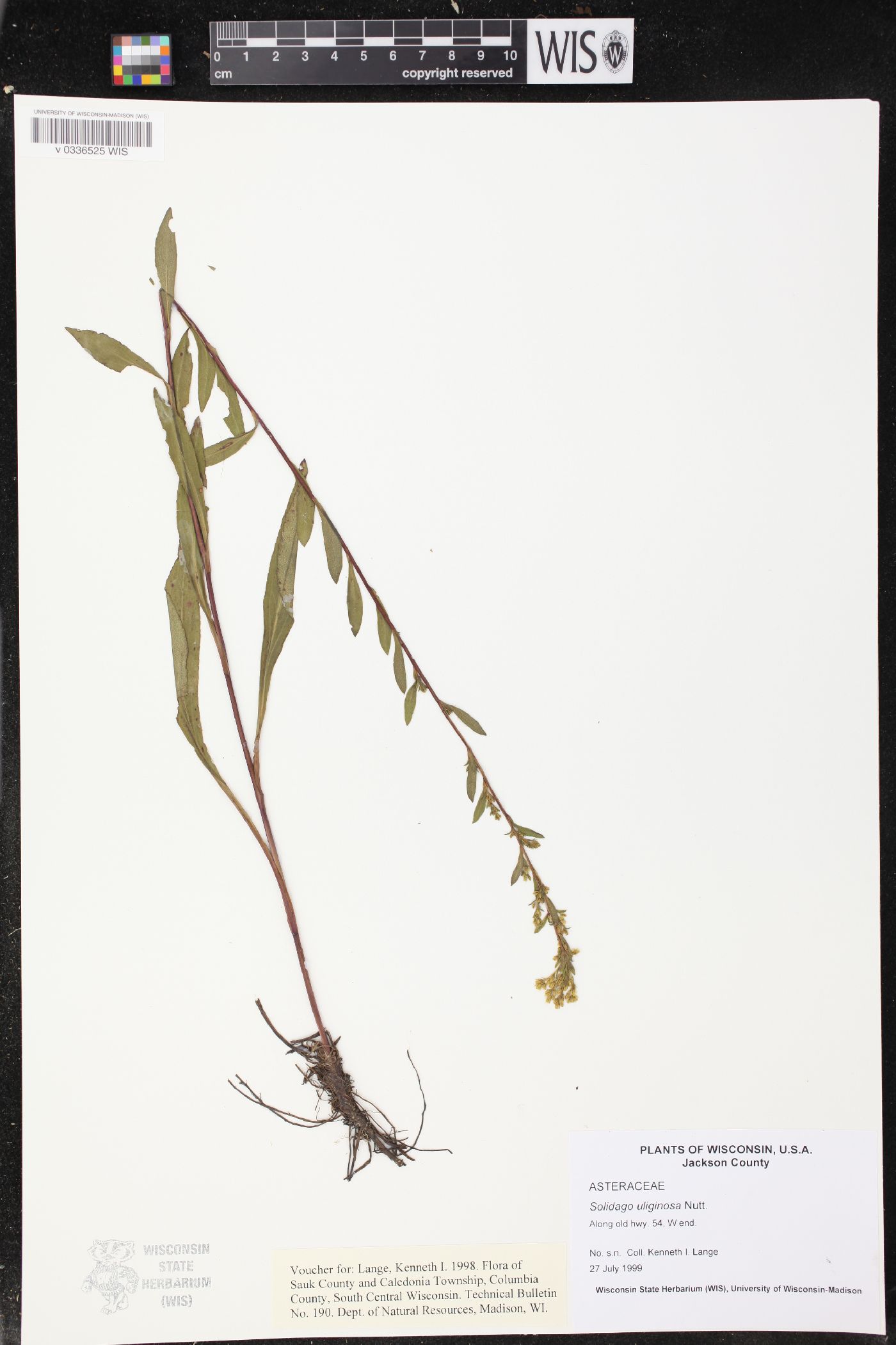 Solidago uliginosa image