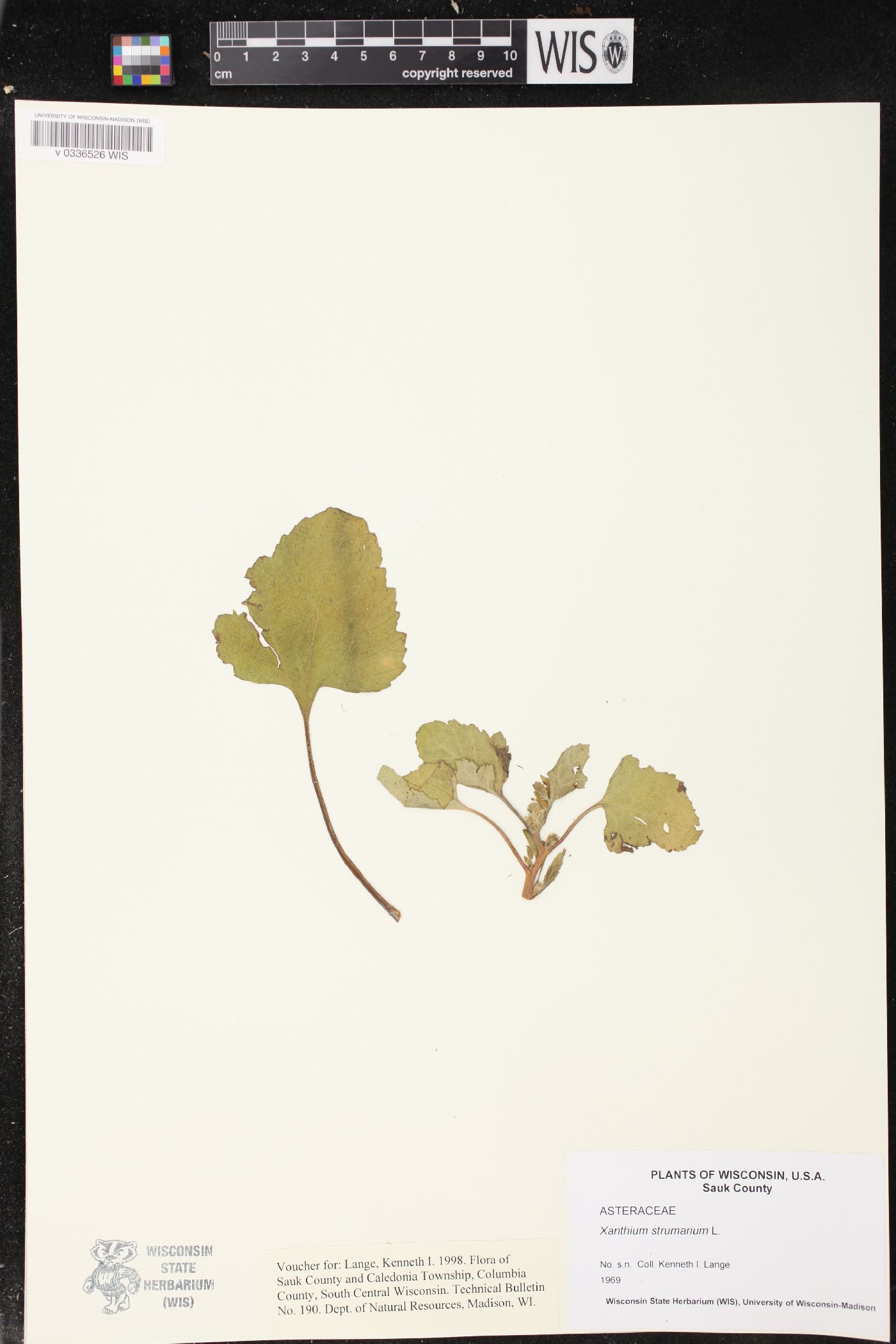 Xanthium strumarium image