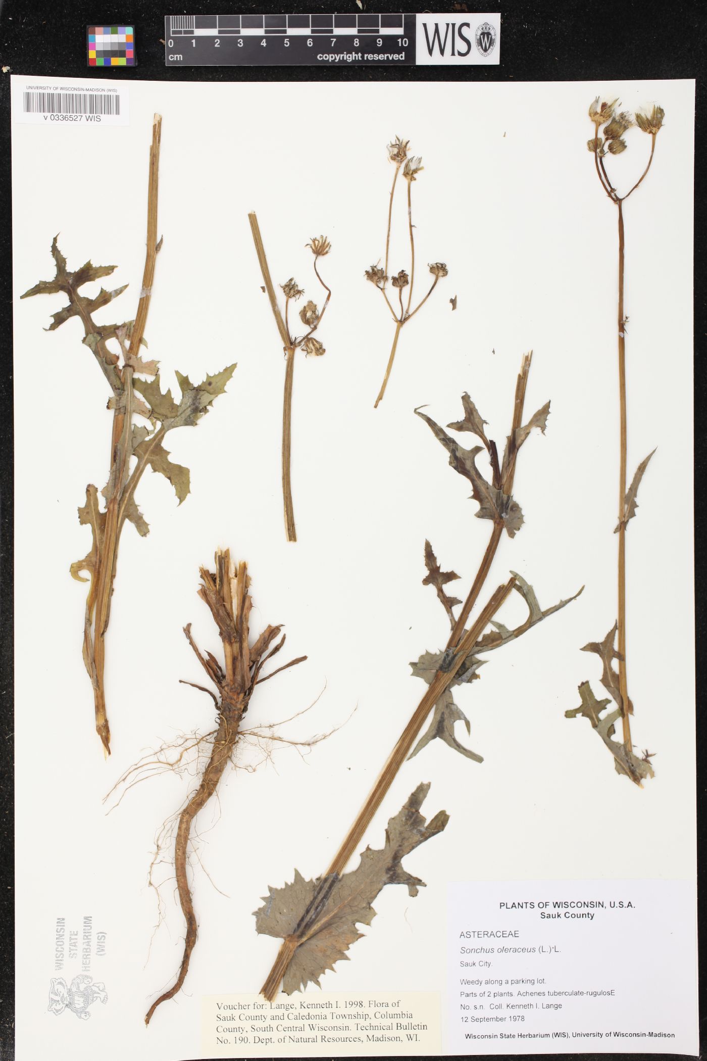 Sonchus oleraceus image