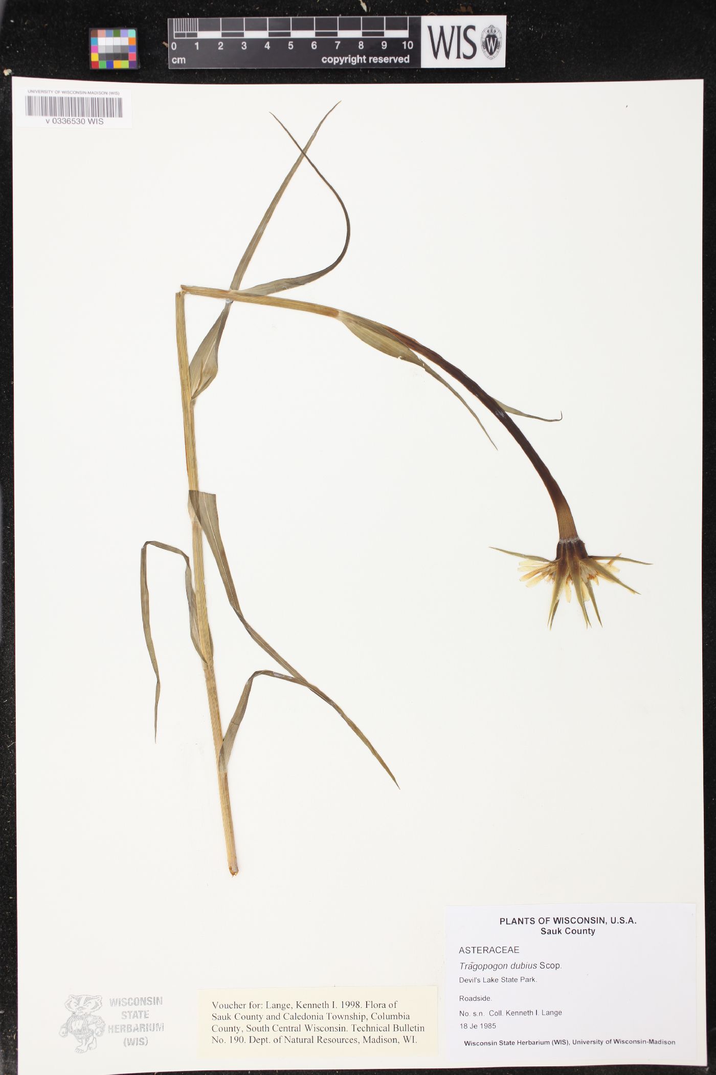 Tragopogon dubius image