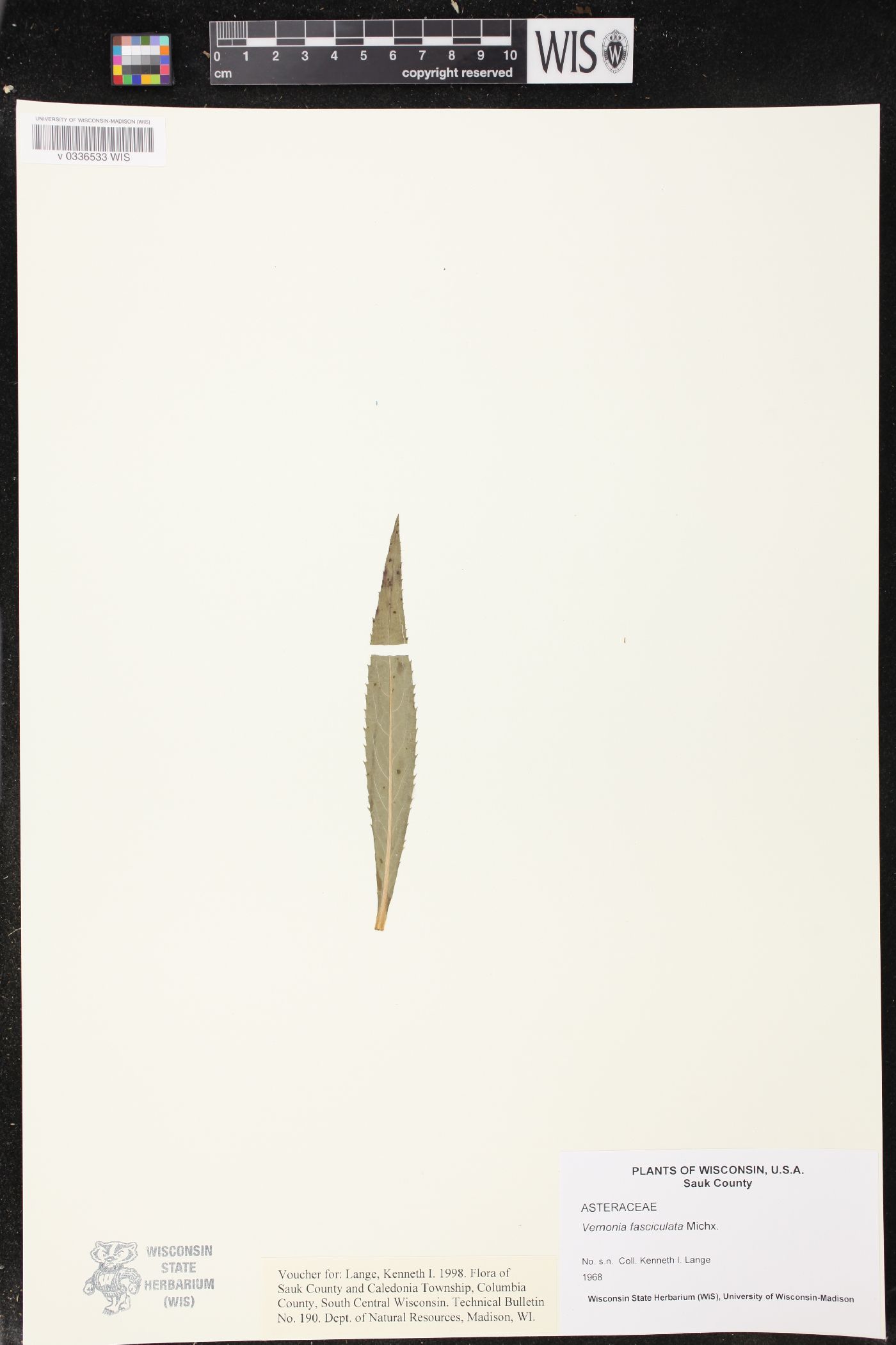 Vernonia fasciculata image