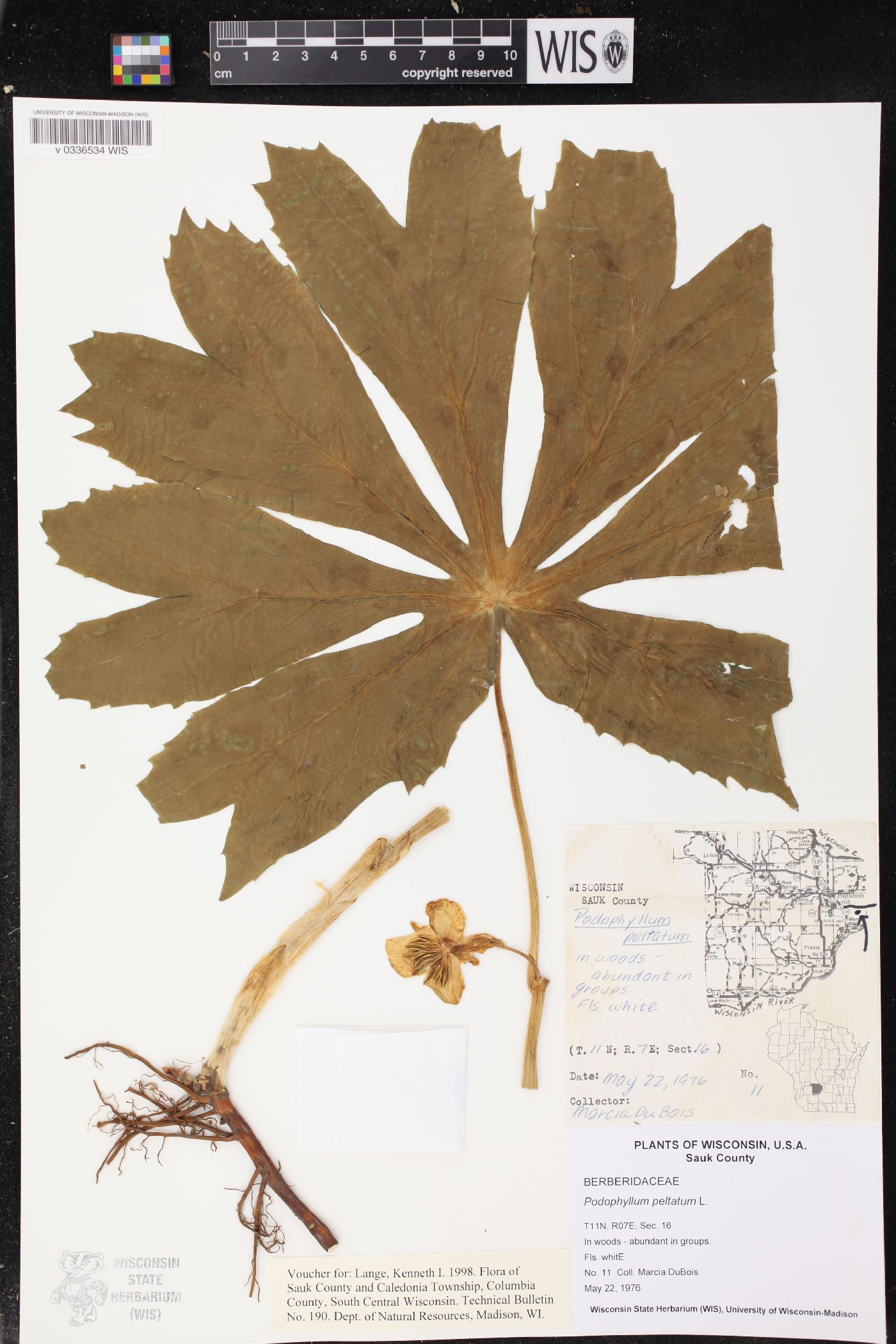 Podophyllum peltatum image