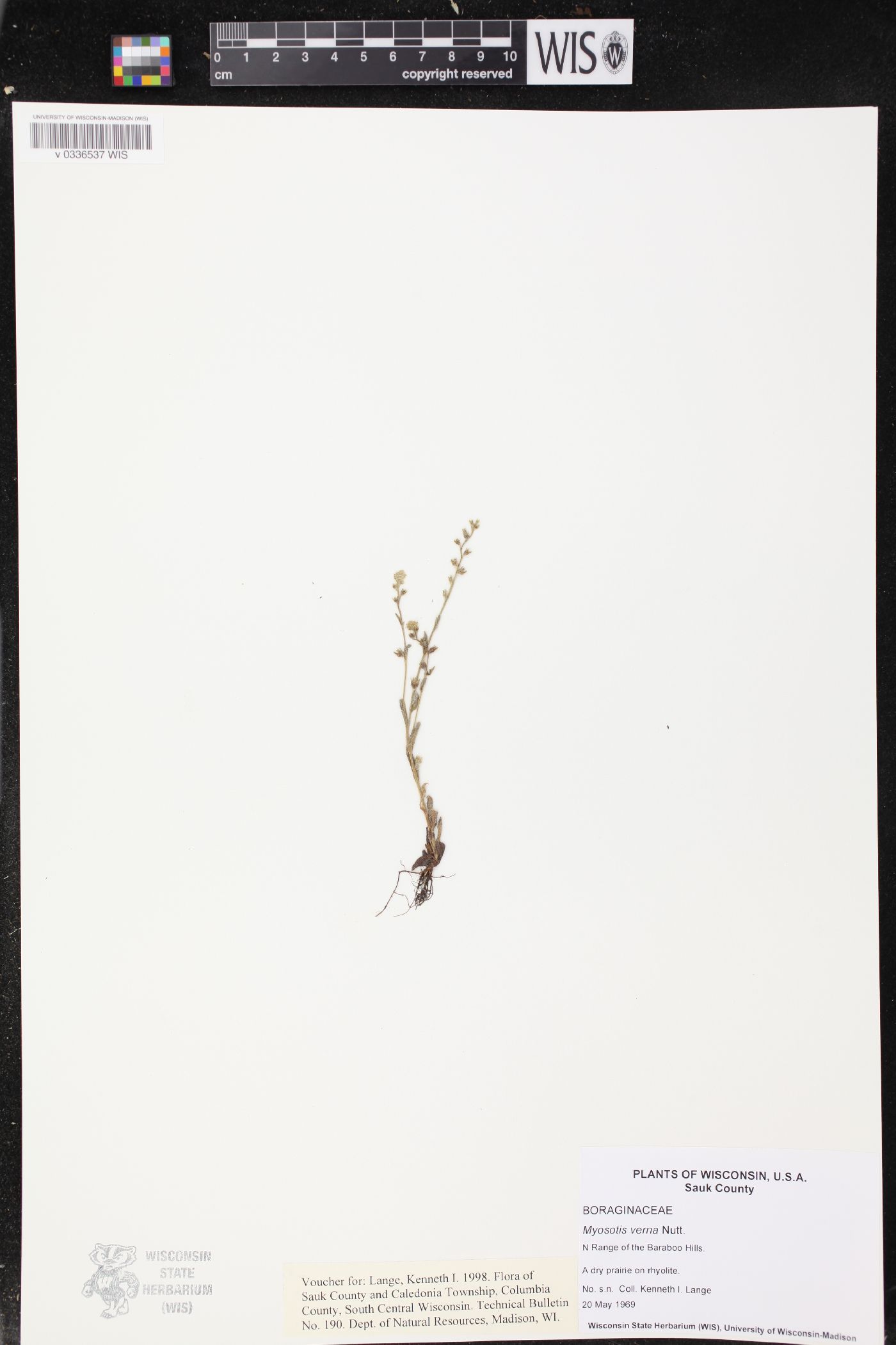 Myosotis verna image