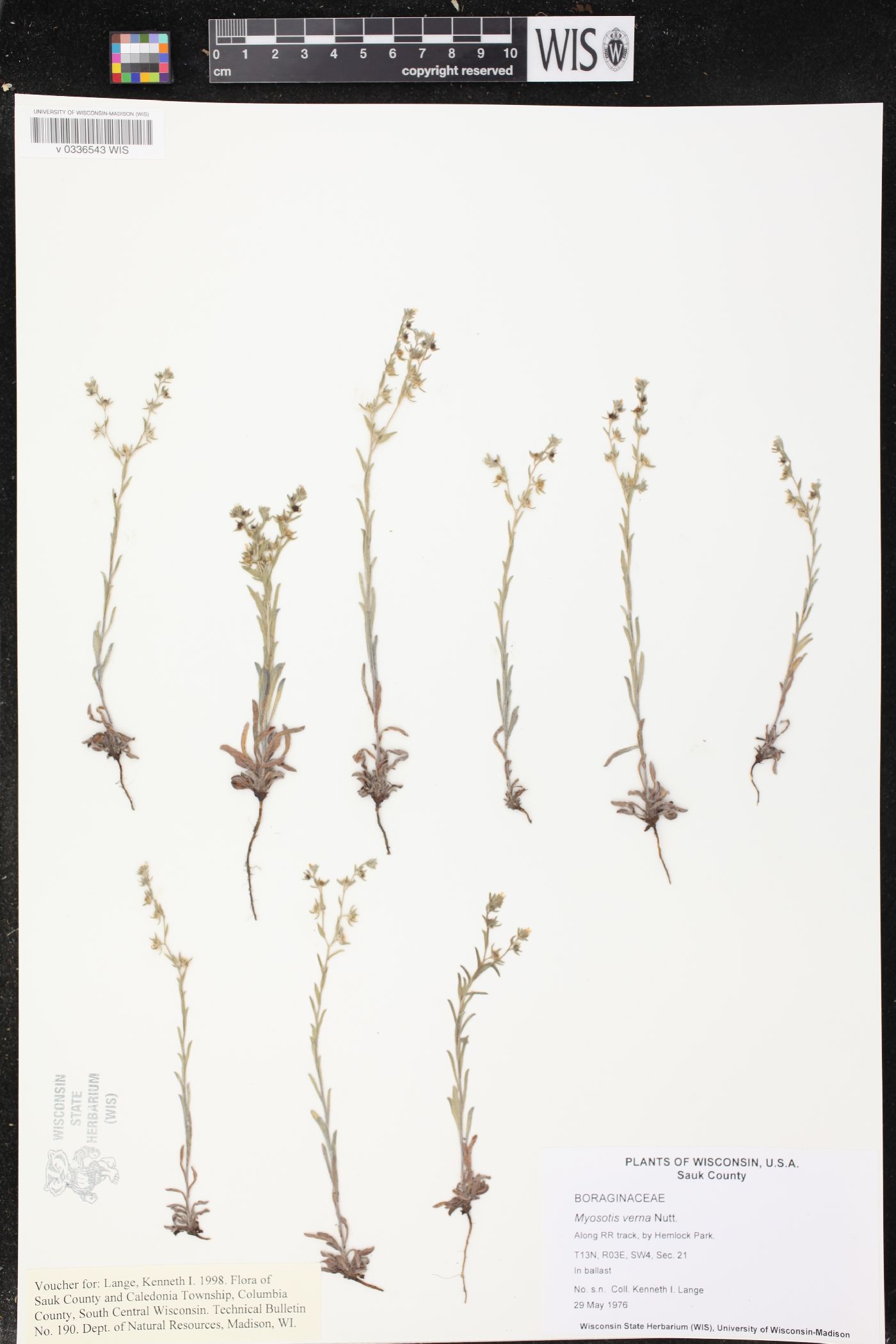 Myosotis verna image