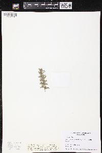 Lithospermum caroliniense image