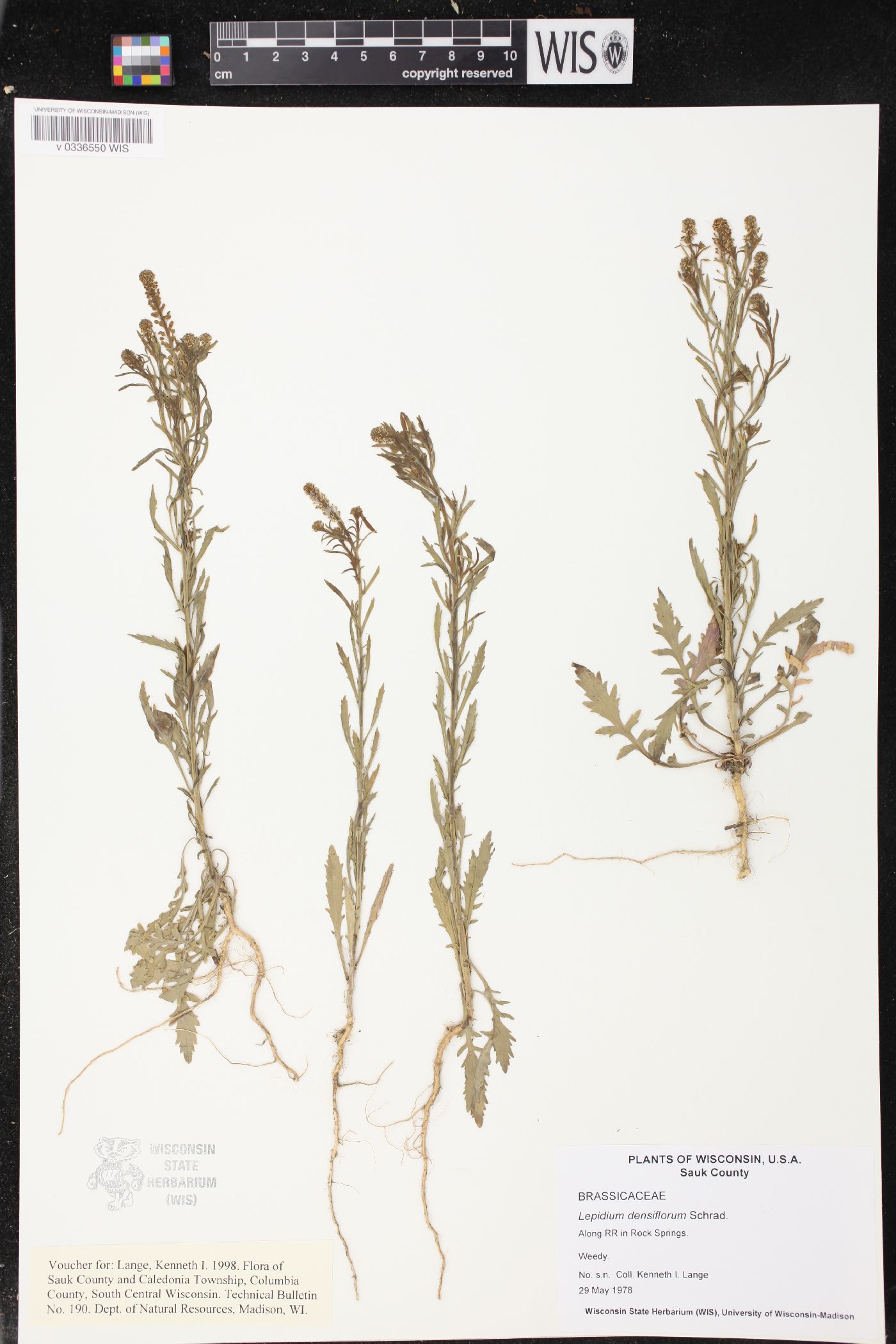 Lepidium densiflorum image
