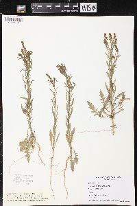 Lepidium densiflorum image