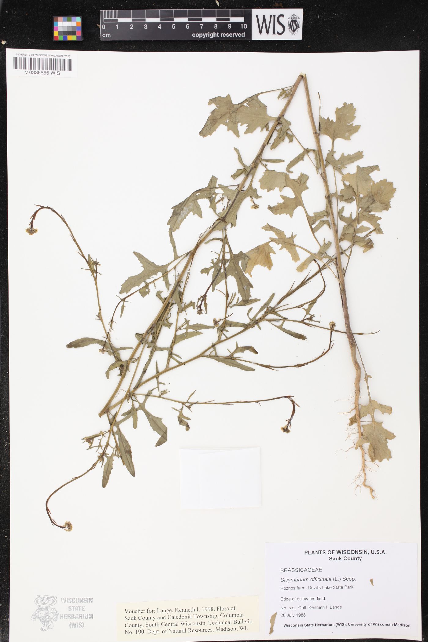 Sisymbrium officinale image