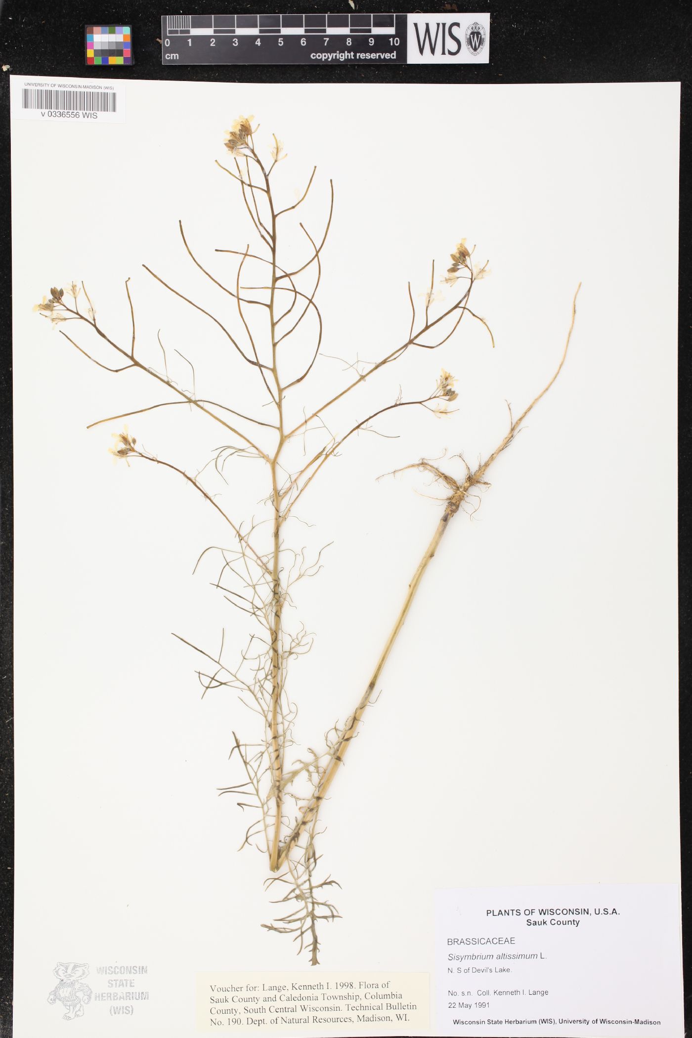Sisymbrium altissimum image