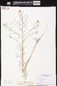 Sisymbrium altissimum image