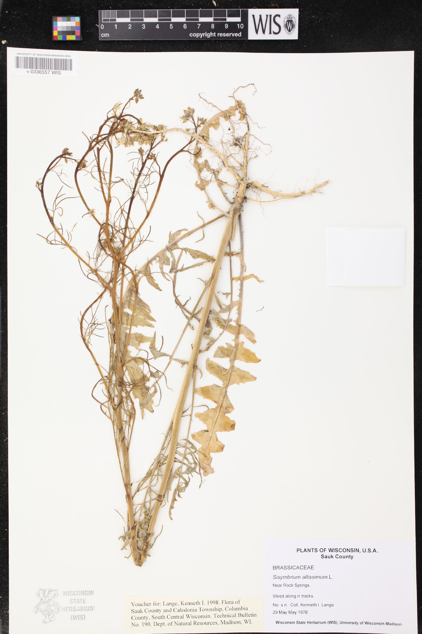 Sisymbrium altissimum image