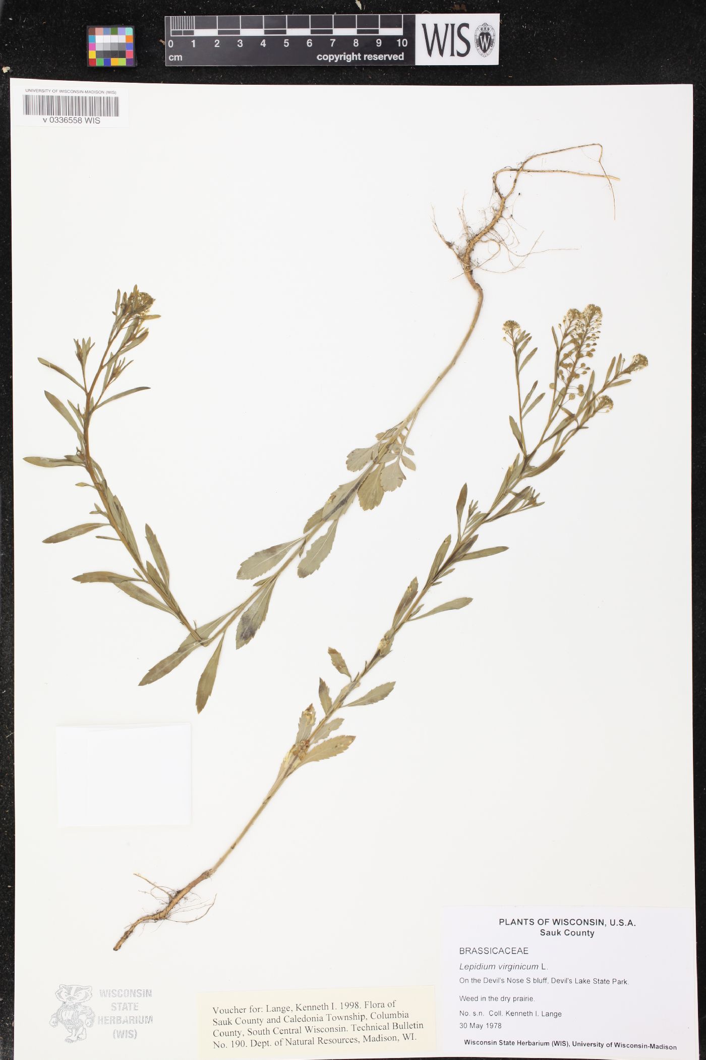 Lepidium virginicum image