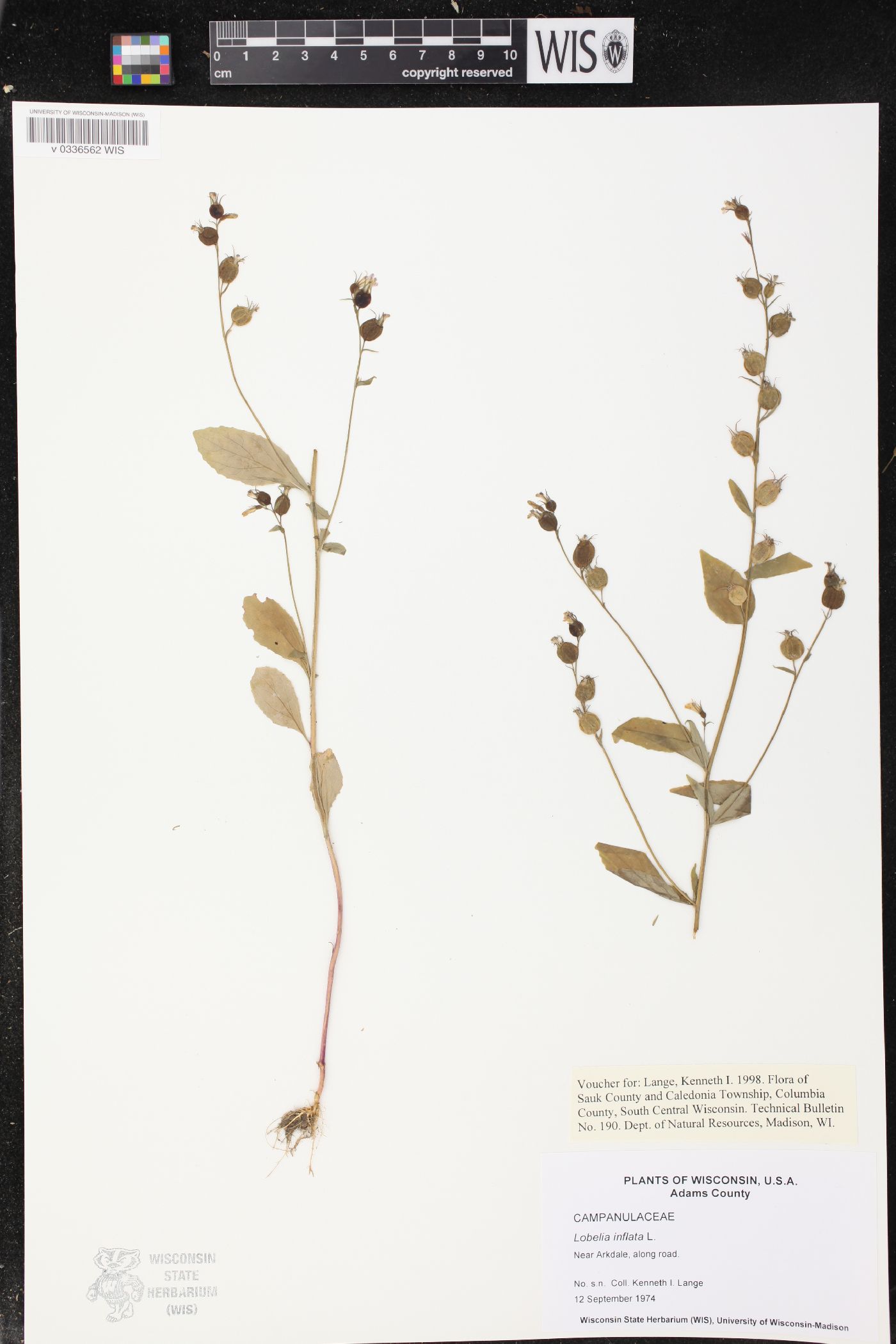 Lobelia inflata image