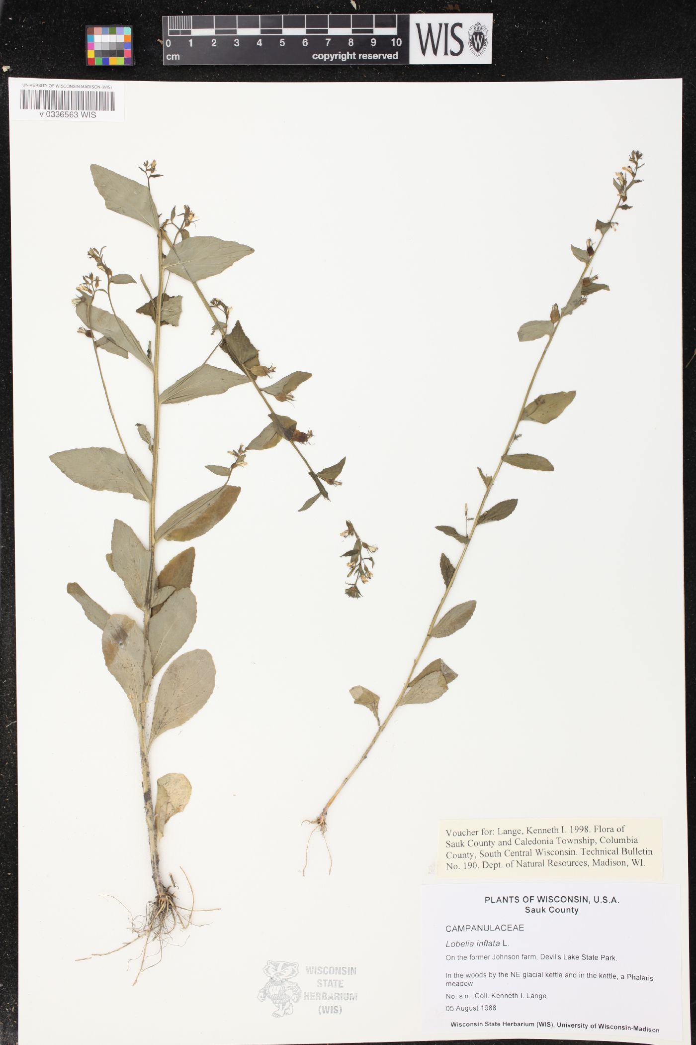 Lobelia inflata image