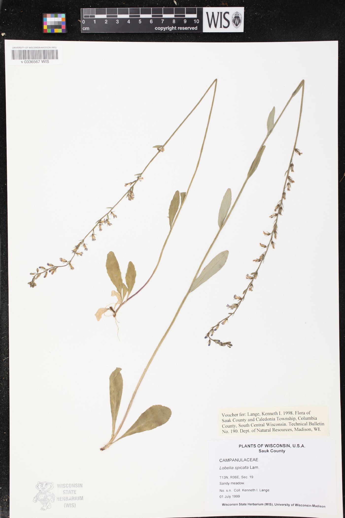 Lobelia spicata image