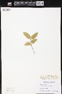 Lonicera canadensis image