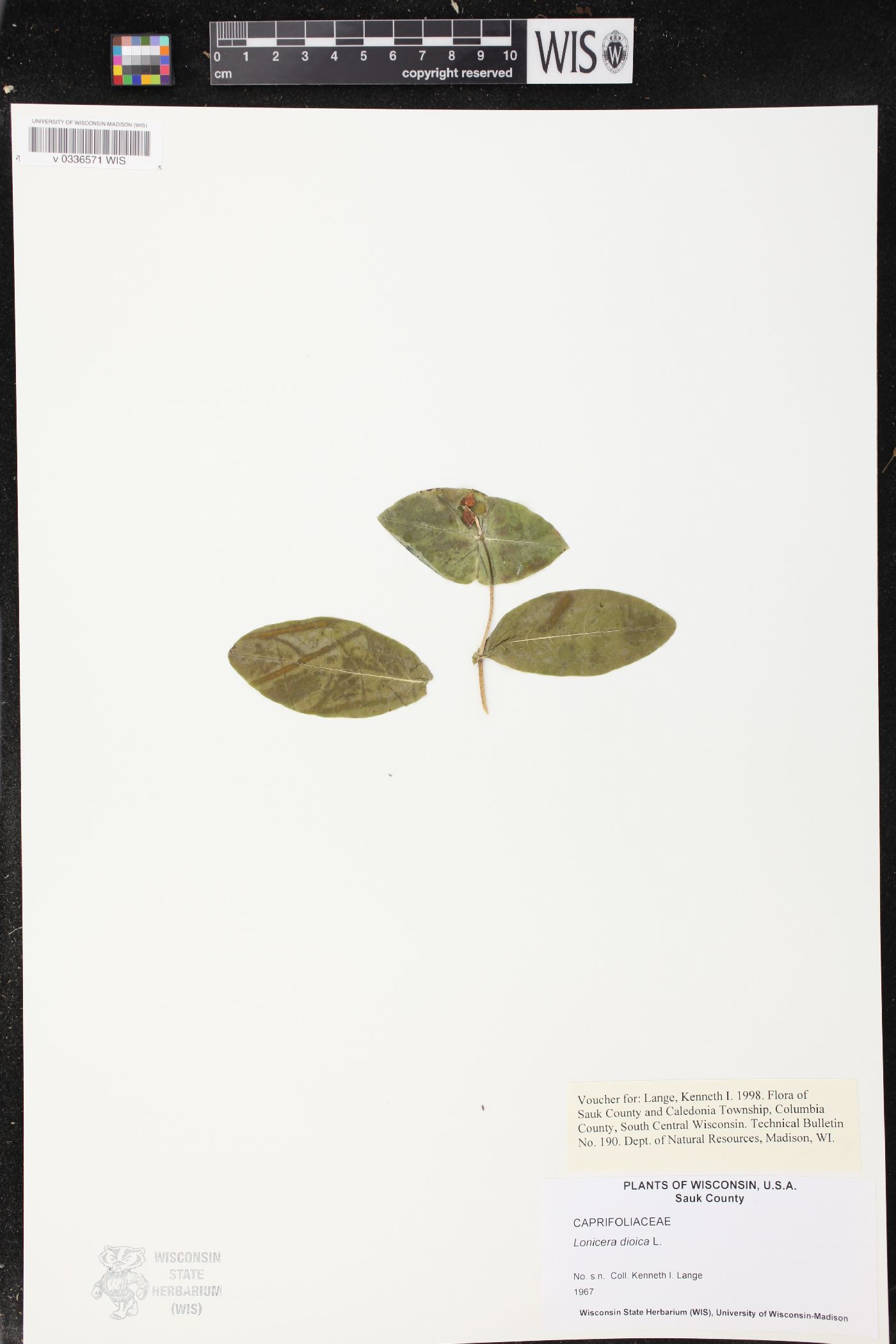 Lonicera dioica image
