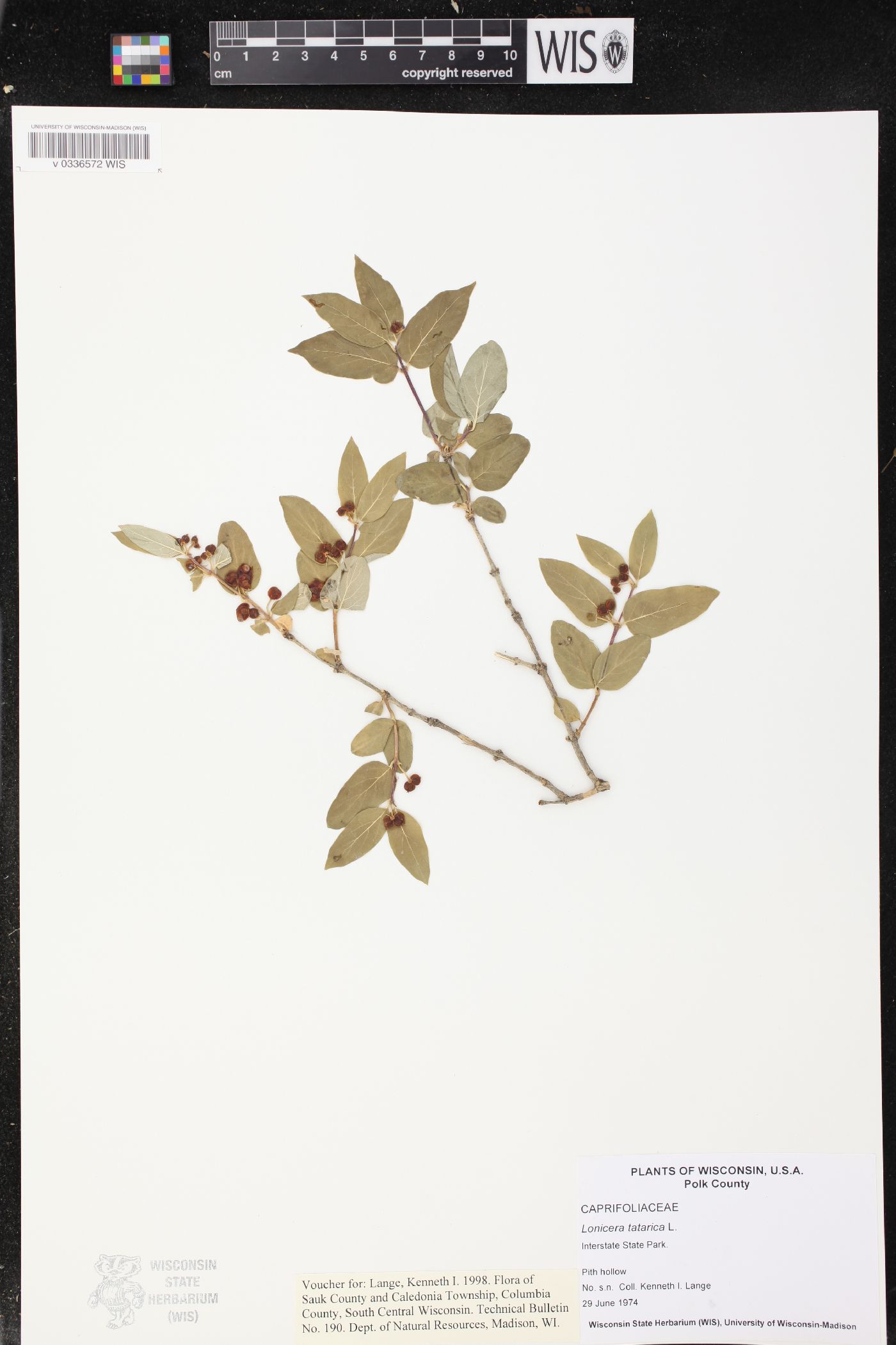 Lonicera tatarica image