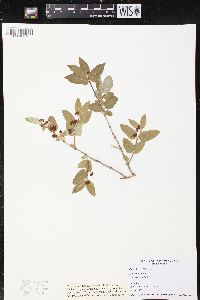 Lonicera tatarica image