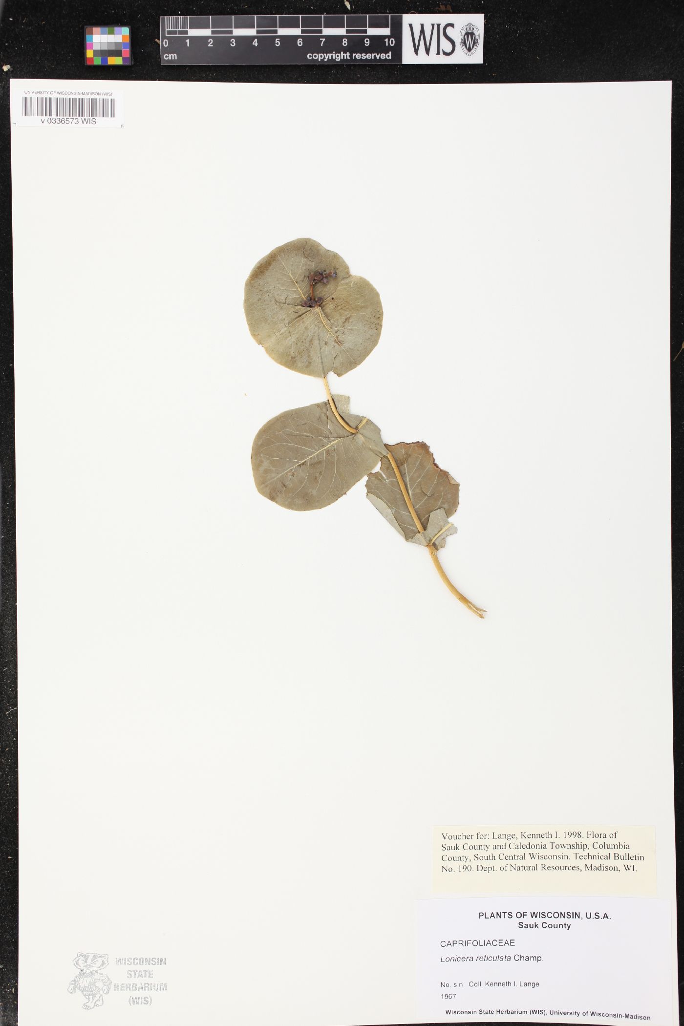 Lonicera reticulata image