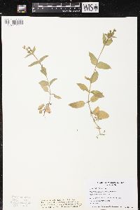 Myosoton aquaticum image