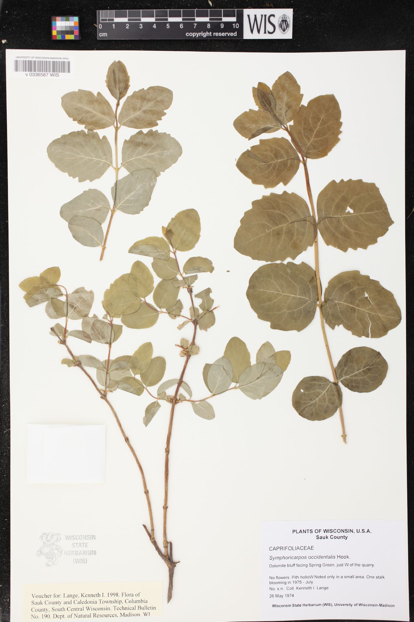 Symphoricarpos occidentalis image