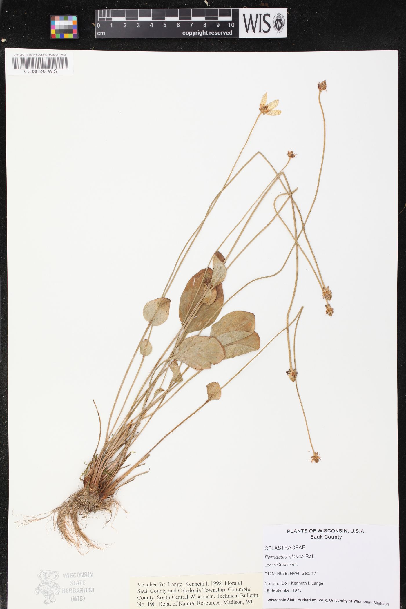 Parnassia glauca image