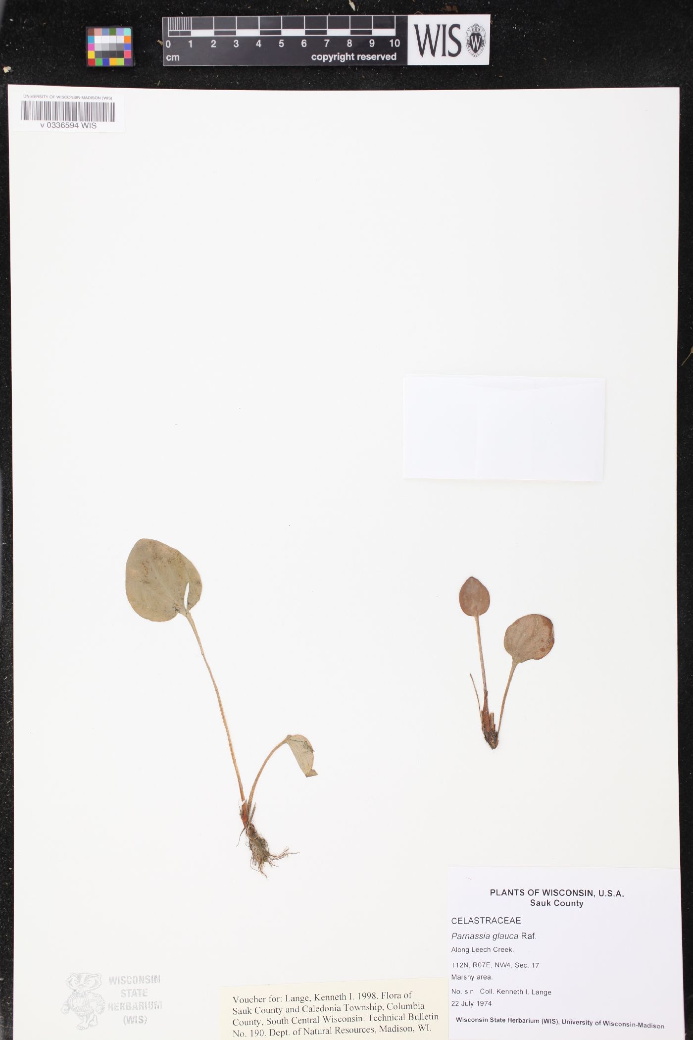 Parnassia glauca image