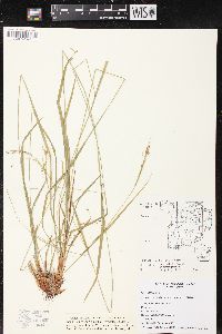 Carex debilis subsp. rudgei image