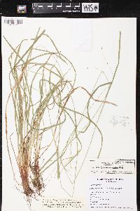 Carex debilis subsp. rudgei image