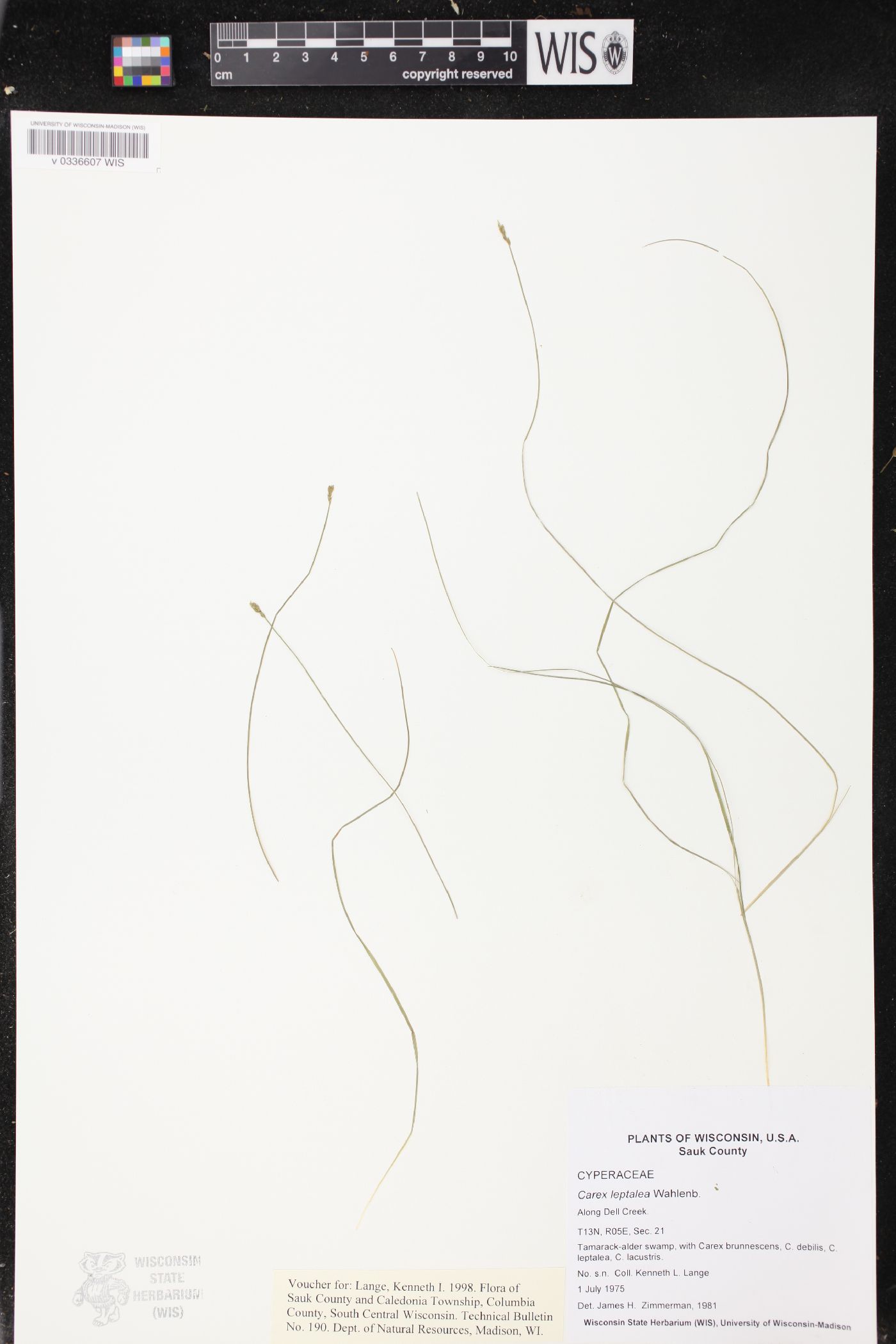 Carex leptalea image