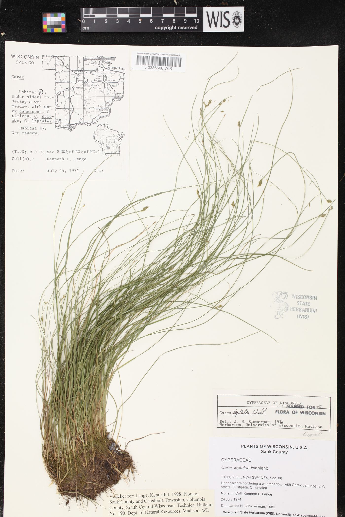 Carex leptalea image