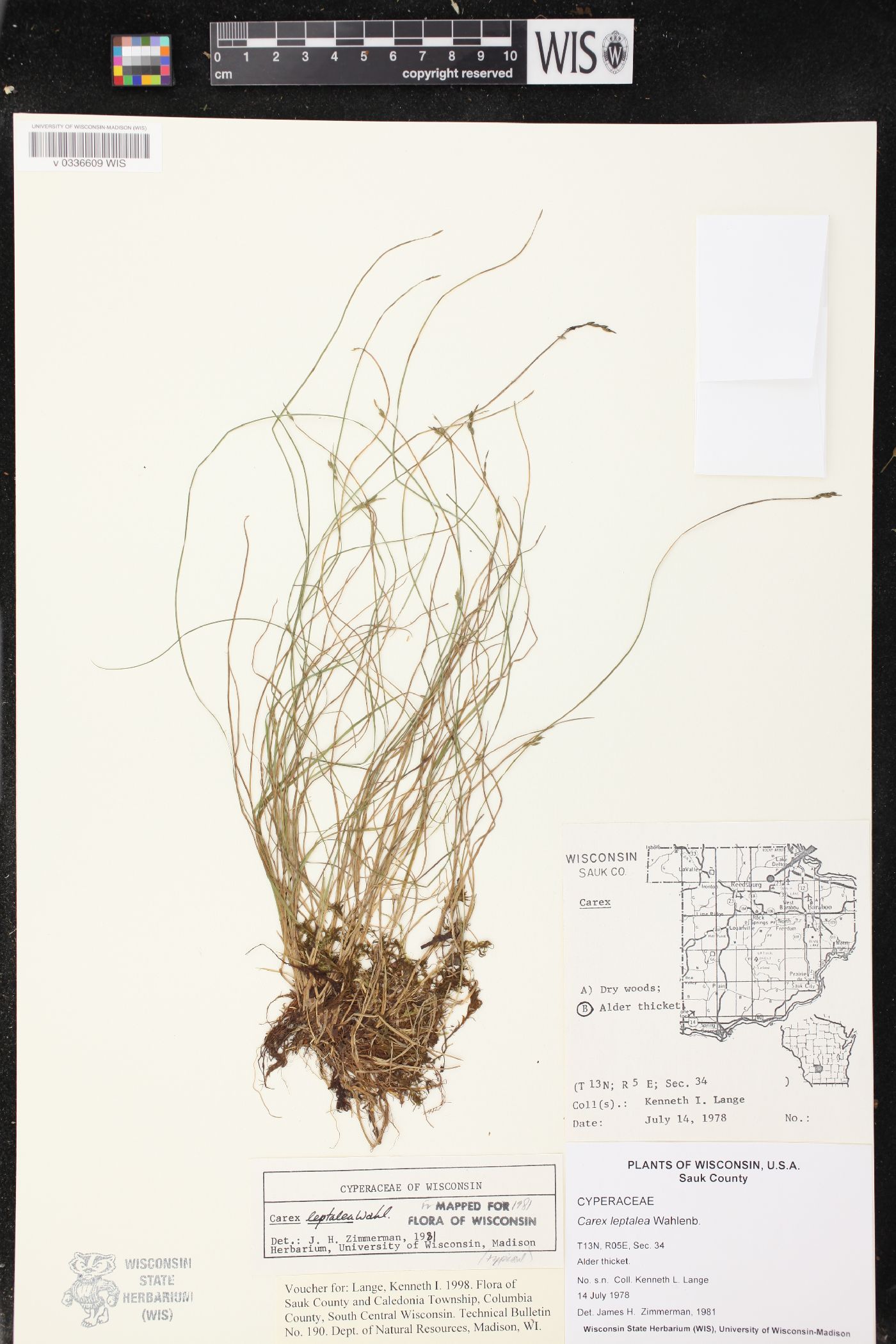 Carex leptalea image