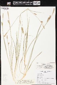 Carex meadii image