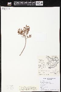 Vaccinium angustifolium image