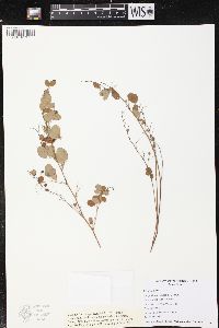 Lespedeza violacea image