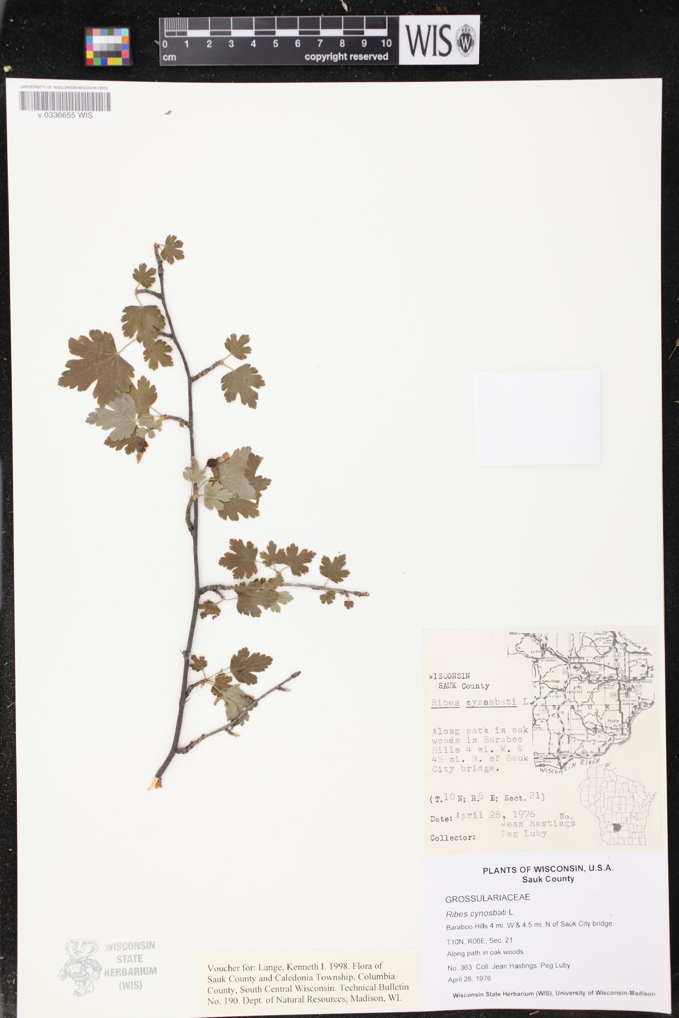 Ribes cynosbati image