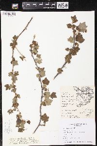 Ribes cynosbati image