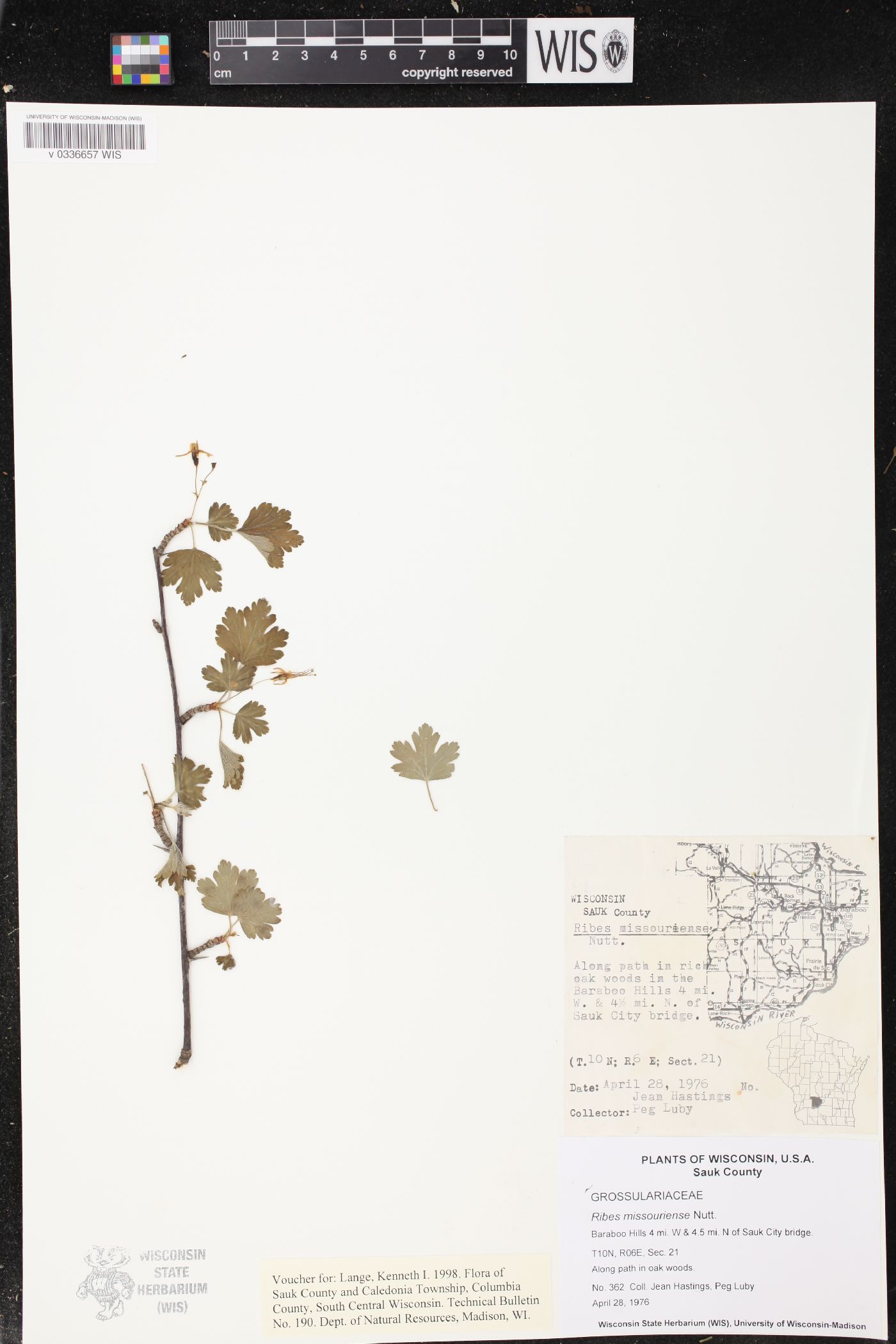 Ribes missouriense image